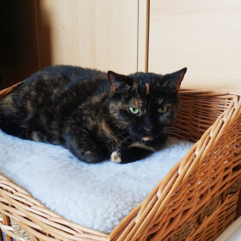 Lotti