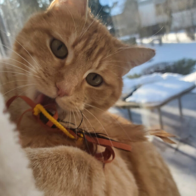 Sammy